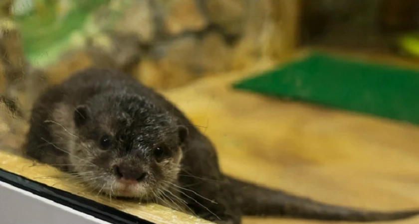 В зоопарке Екатеринбурга поселился шестимесячный детеныш азиатской выдры