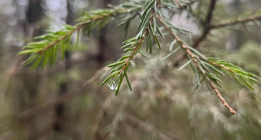 Циклон принесет в Свердловскую область сильный ветер и осадки 25 ноября