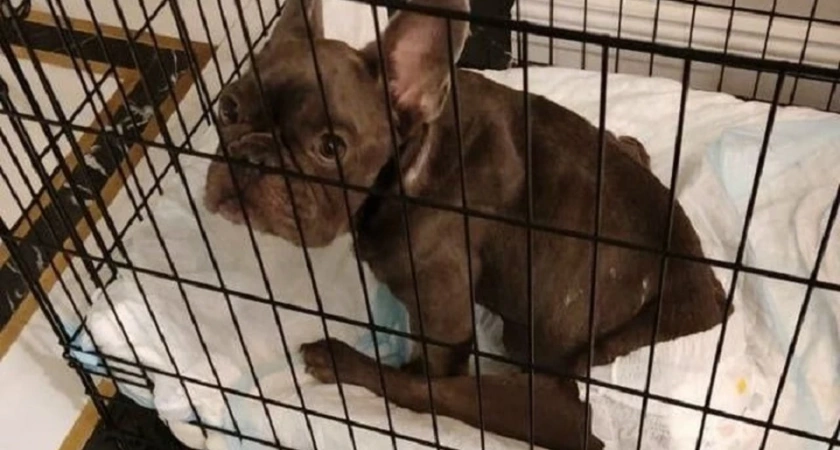 В Екатеринбурге спасают больного французского бульдога от усыпления