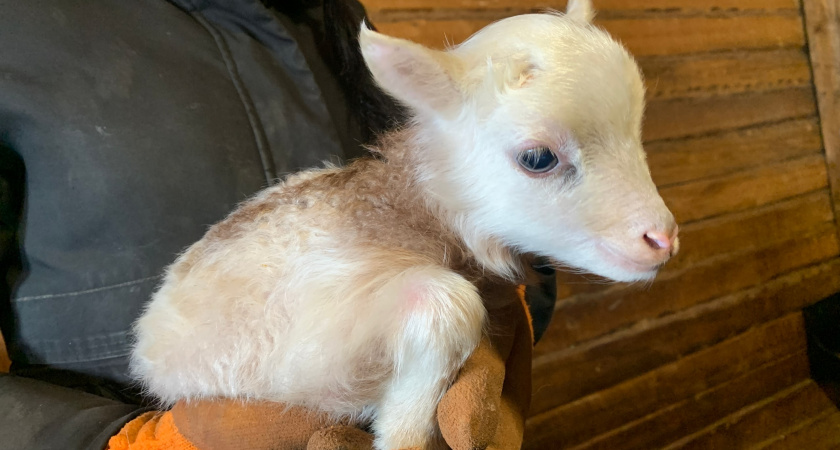 В Свердловской области покупатель не оплатил фермеру крупную партию овец