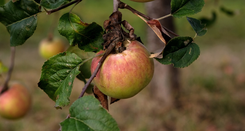 Никогда не буду опрыскивать яблоню против парши осенью - мочевиной и не только. И почему же опрыскивание сада лучше отложить до весны