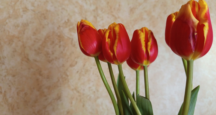 Губернатор Свердловской области обратился с теплыми словами к матерям региона