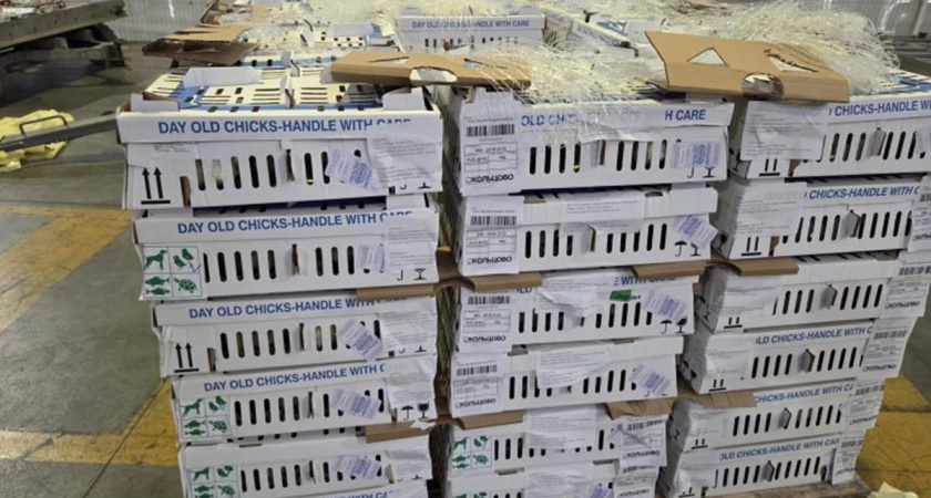 Из Екатеринбурга в Баку отправились 15 тысяч племенных цыплят