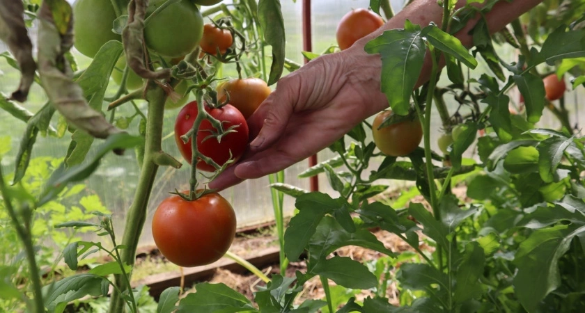 Выбираю самые популярные сорта томатов для покупки в декабре: 8 честных фактов вместо рекламы