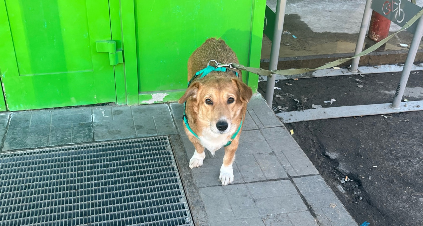 В Свердловской области ветеринары спасли лапу раненой дворняге