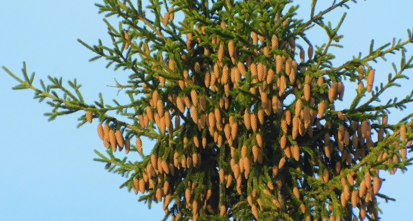 В Свердловской области стартует продажа живых новогодних елей