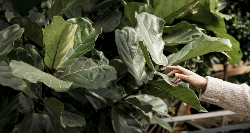 Жалоба «написана» на листах: как по внешнему виду растения определить, чего ему не хватает