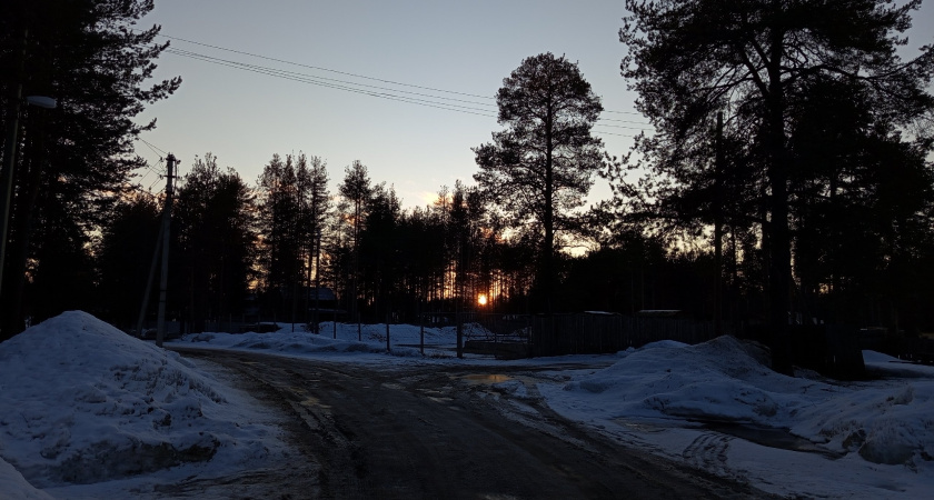 В Свердловской области руководитель фирмы организовал вырубку леса на 19 миллионов рублей