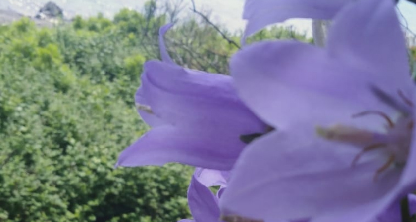 Голубые сокровища сада: 5 неприхотливых многолетников, о которых вы могли не знать