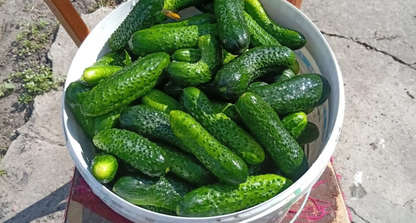 Успел взять 7 пачек огурцов, которых в декабре уже не будет в продаже - хиты 2026 года среди огурцов