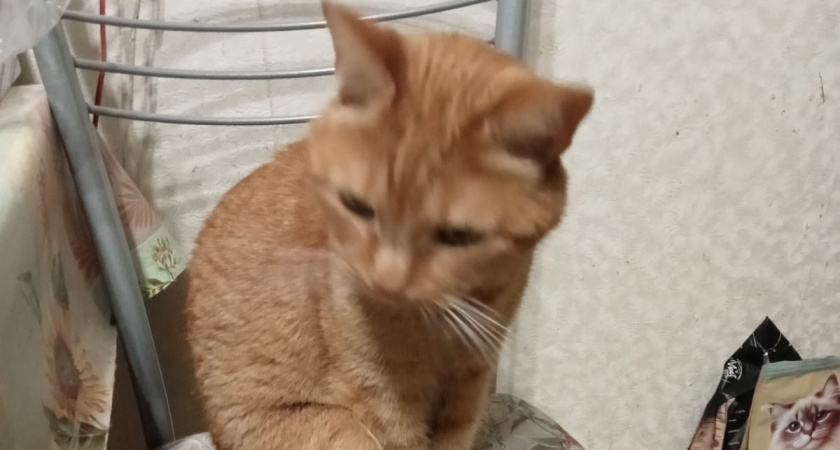 Почему некоторые кошки спят в ногах у хозяина, а другие — возле головы