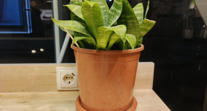 Зимняя терапия для комнатных растений: 5 шагов к здоровой зимовке