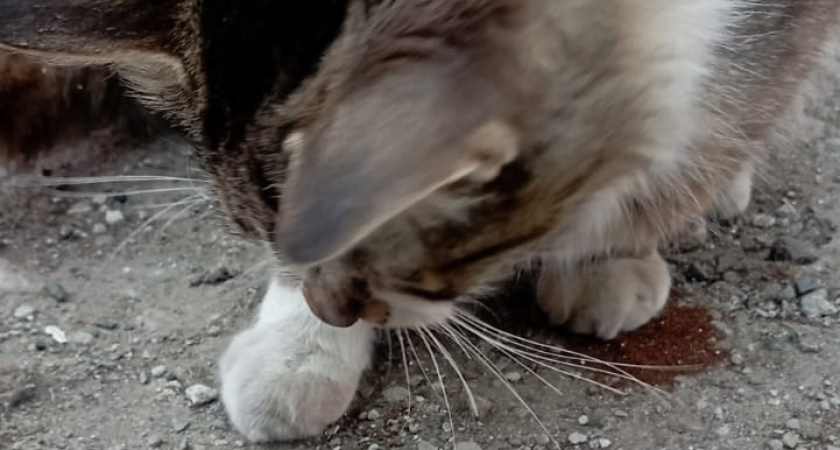 Почему надо радоваться, когда кошка при виде вас бежит точить когти