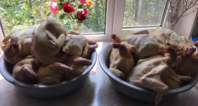 Провальная экспертиза курицы от Росконтроля. Выявлены марки с серьезными нарушениями. Тухлятина, перья, антибиотики