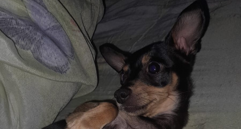 6 запахов, которые привлекают и сводят собак с ума: почему они обожают падаль