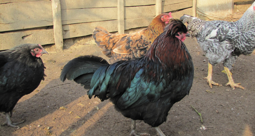 Лучше тогда не заводить кур, чем кормить их без мешанки