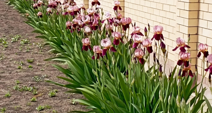 Ему не нужны частые поливы и сложные подкормки: цветет все лето без остановки, невзирая на капризы природы