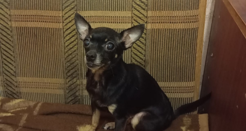 5 пород собак, которые не прощают ошибок неопытным хозяевам