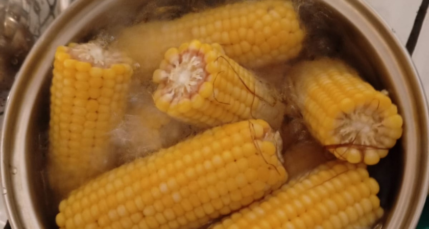 Генетически модифицированная кукуруза неожиданно изменила форму крыльев вредителей