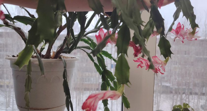 Один пшик — и декабрист будет усыпан бутонами: даже старый куст разрастется буйным цветом