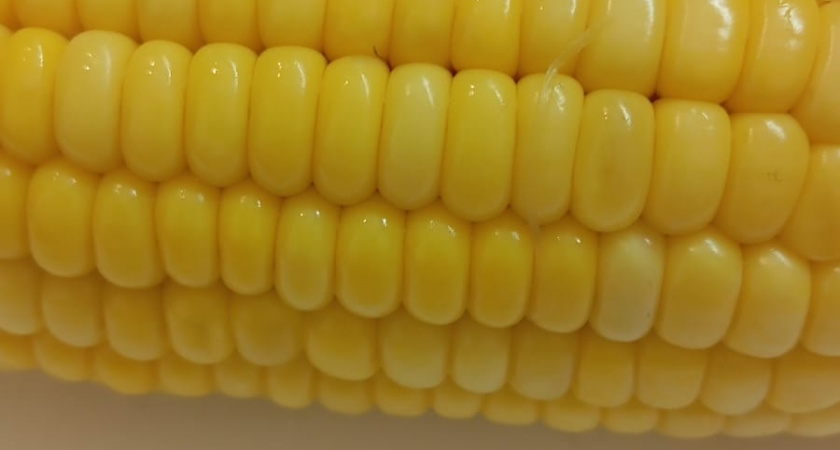 Можно ли кур кормить кукурузой, как необходимо правильно ее давать