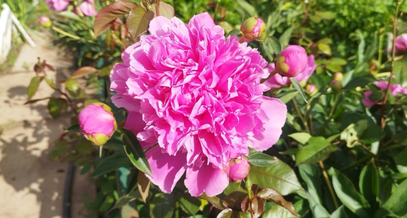 Удивительная красота за один сезон: этот цветок расцветет уже в первый год посадки