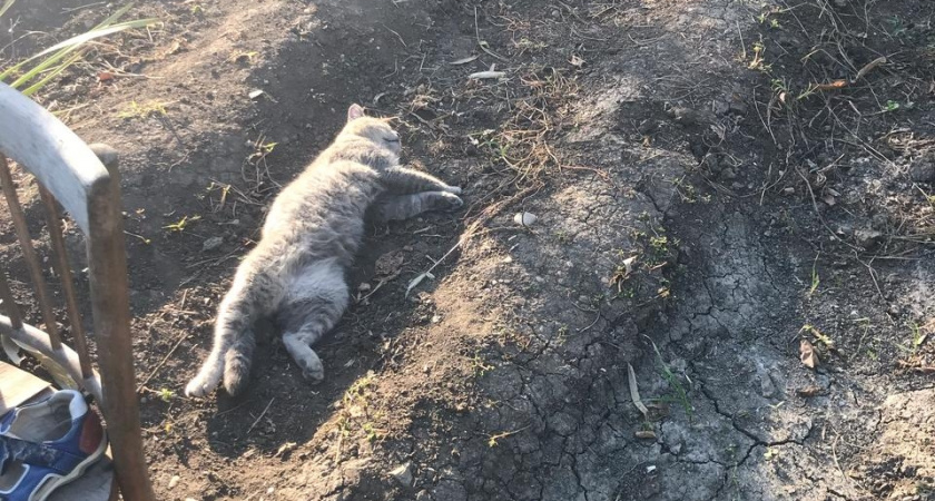 Ваша кошка вас не любит: 5 признаков, которые вы игнорируете каждый день