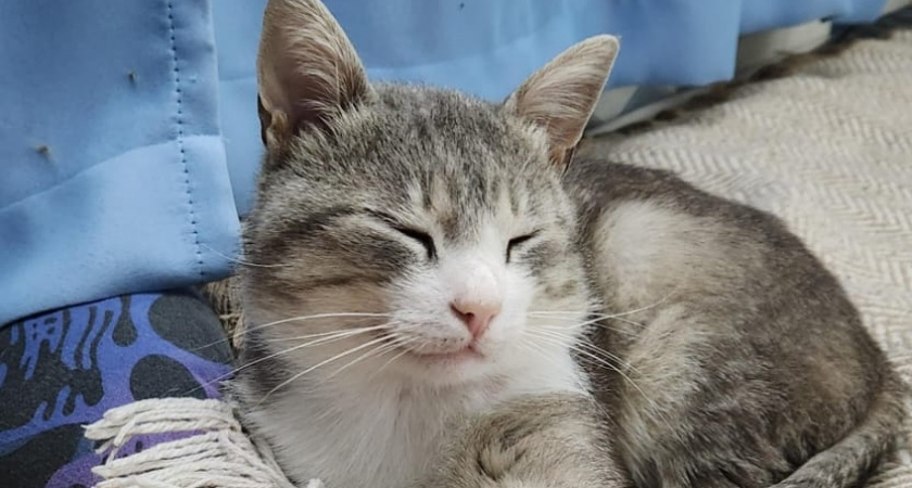 Как понять, что кошка виновато извиняется за своё поведение: 5 наглядных признаков