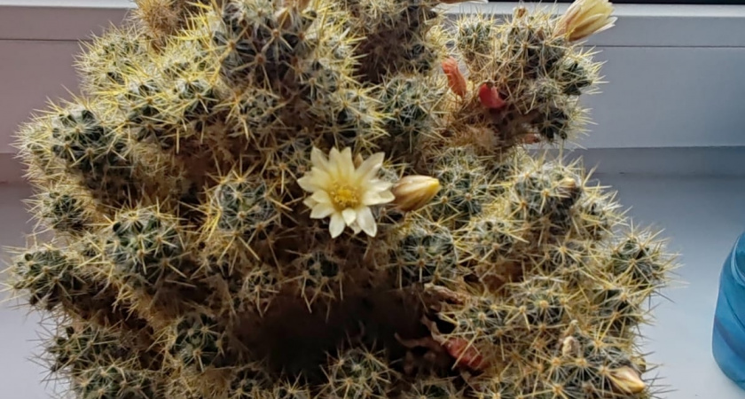 Цветок в горшке – подарок-ловушка? Почему эксперты по этикету советуют дарить букеты