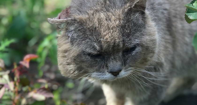Как совместный сон с кошкой сокращает продолжительность жизни человека: как обезопасить себя