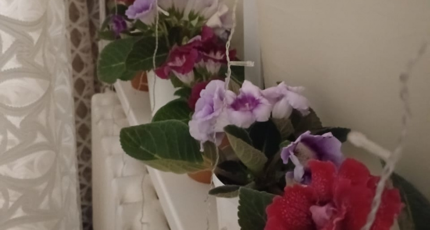 Лучший комнатный фильтр воздуха: идеальное растение для вашей спальни