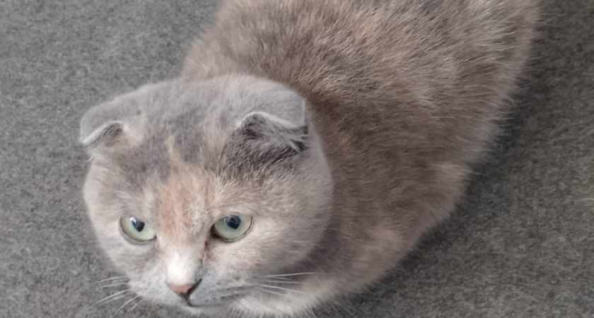 5 "вредных" привычек кошек, которые нельзя запрещать: этим вы ломаете её психику