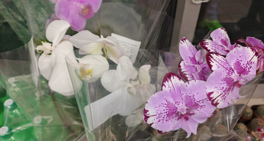 Думала, орхидеям необходима высокая влажность — оказалось, бояться надо совсем другого