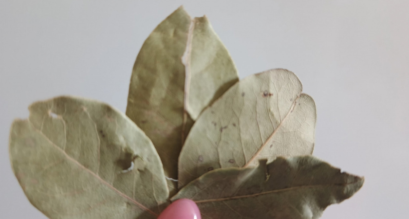 С первыми заморозками кладу лавровый лист на батарею и живу спокойно: разницу замечает вся семья