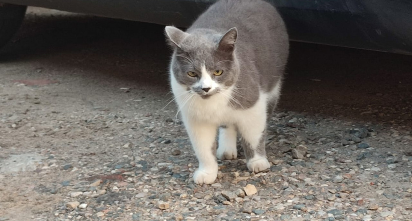 Кошка не слушается? Возможно, она просто обижена: 11 ошибок, которые разрушают доверие