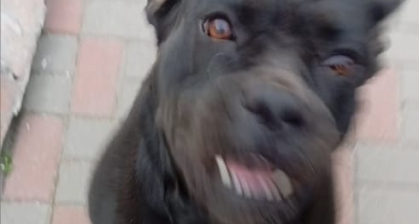 Зубы есть у всех собак, но вот чем еще на самом деле опасны некоторые породы и это не про характер