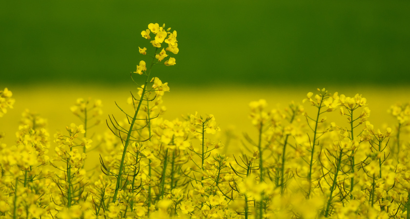 Свердловская область поставила в Китай десятки тысяч тонн рапсового масла