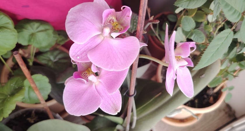 Почему сохнут бутоны у орхидеи: причины и способы спасения красавицы