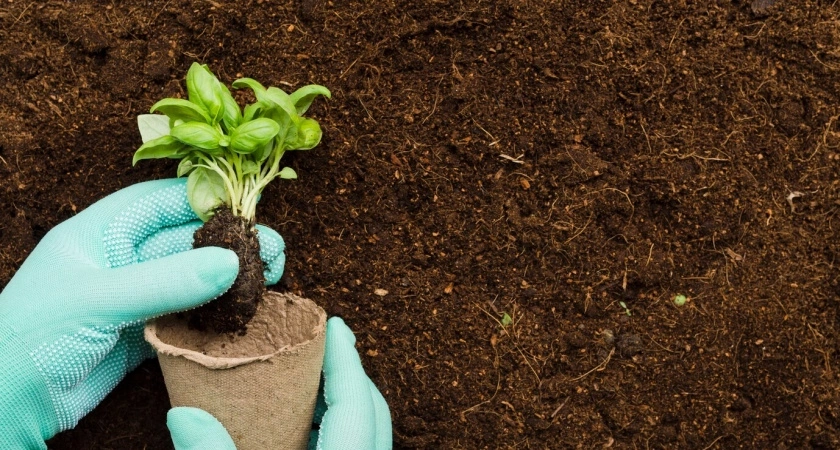 Зима за окном, а клумба уже началась: какие цветы требуют посева именно в январе, иначе лета не будет