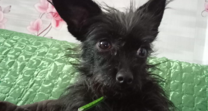 Зубы есть у всех собак, но вот чем еще на самом деле опасны некоторые породы и это не про характер