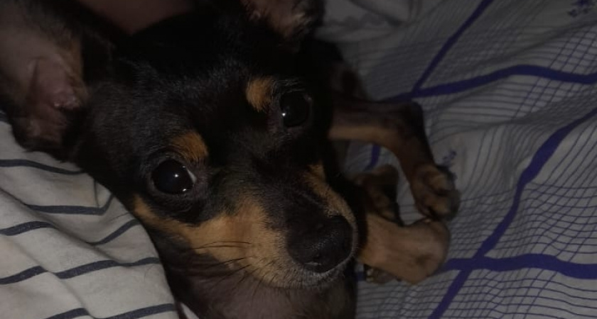 Новогодний стресс для собаки: Экстренный план спасения