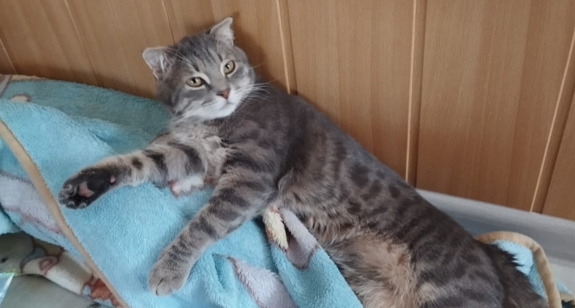 Говорите с кошкой на её языке: 7 интересных жестов, которые заменят "Я тебя люблю"