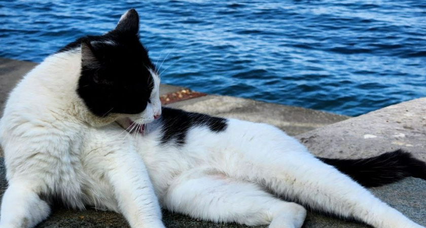 Почему кошки спят с человеком: 3 основные причины и важные моменты, о которых важно помнить