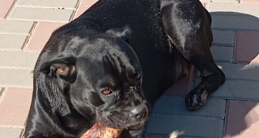 Впервые в жизни я так сильно боялась собаку... Год жизни с необычным ездовым самураем