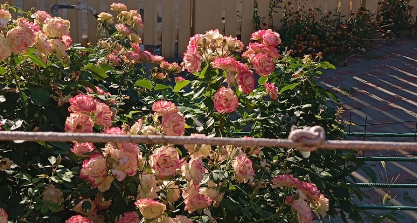 12 уникальных цветов, которые сеют без рассады: украсят любую дачу и сад