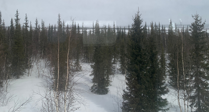 Свердловские леса восстановили в 2025 году сверх плана