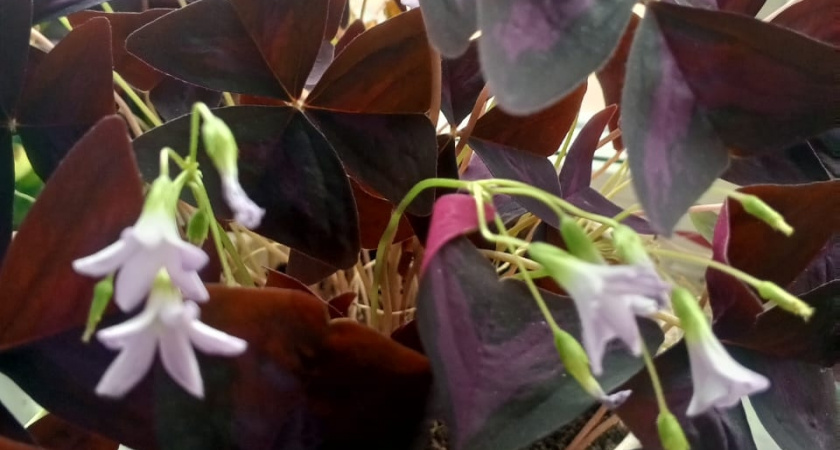 Зима больше не пауза: комнатные растения из семян запускают новый сезон прямо у вас на подоконнике дома