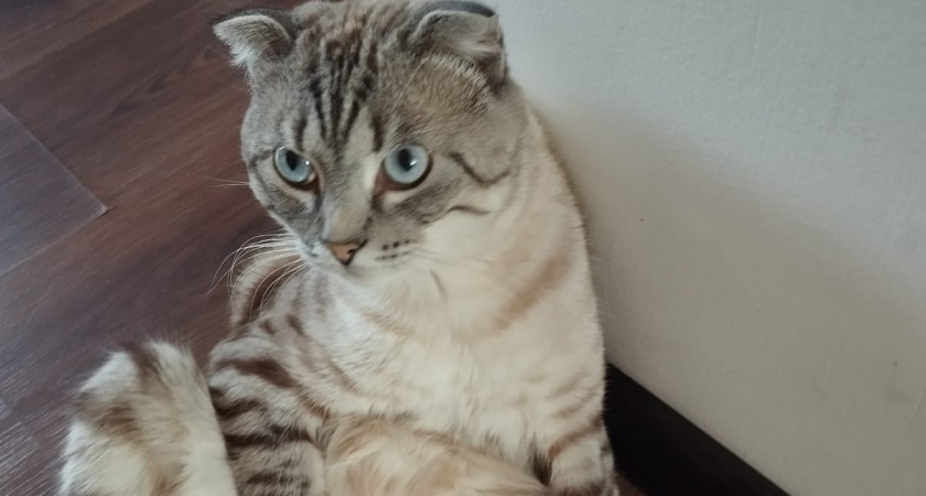 Если кошка вас лижет, не спешите радоваться - специалисты рассказали, зачем питомцы на самом деле так делают