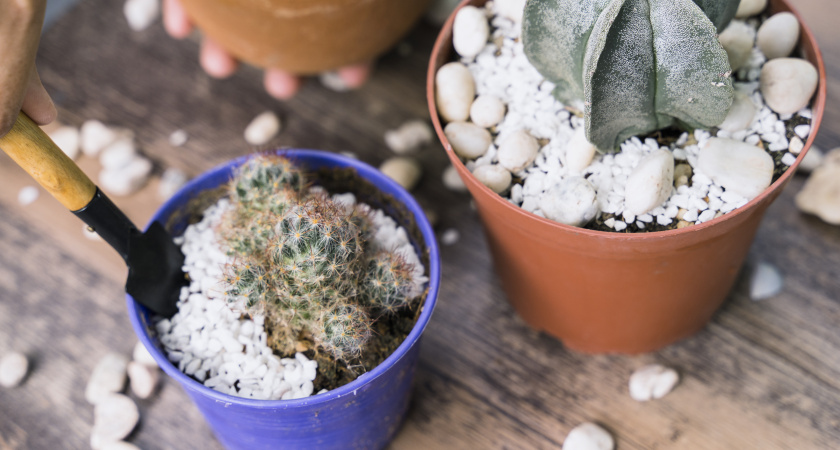 Белый налёт на земле и чёрные мушки в горшке — избавился за один приём: главное не затягивать