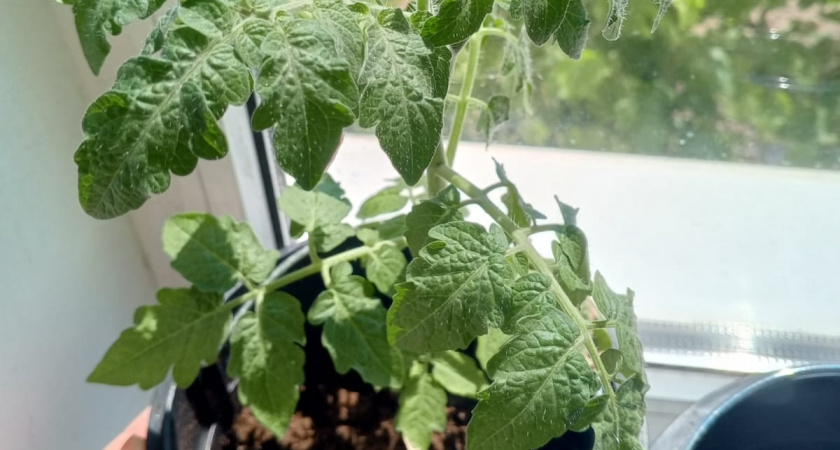 Сеют в январе - собирают на месяц раньше: какие культуры дают самый ранний урожай - просто мечта огородника